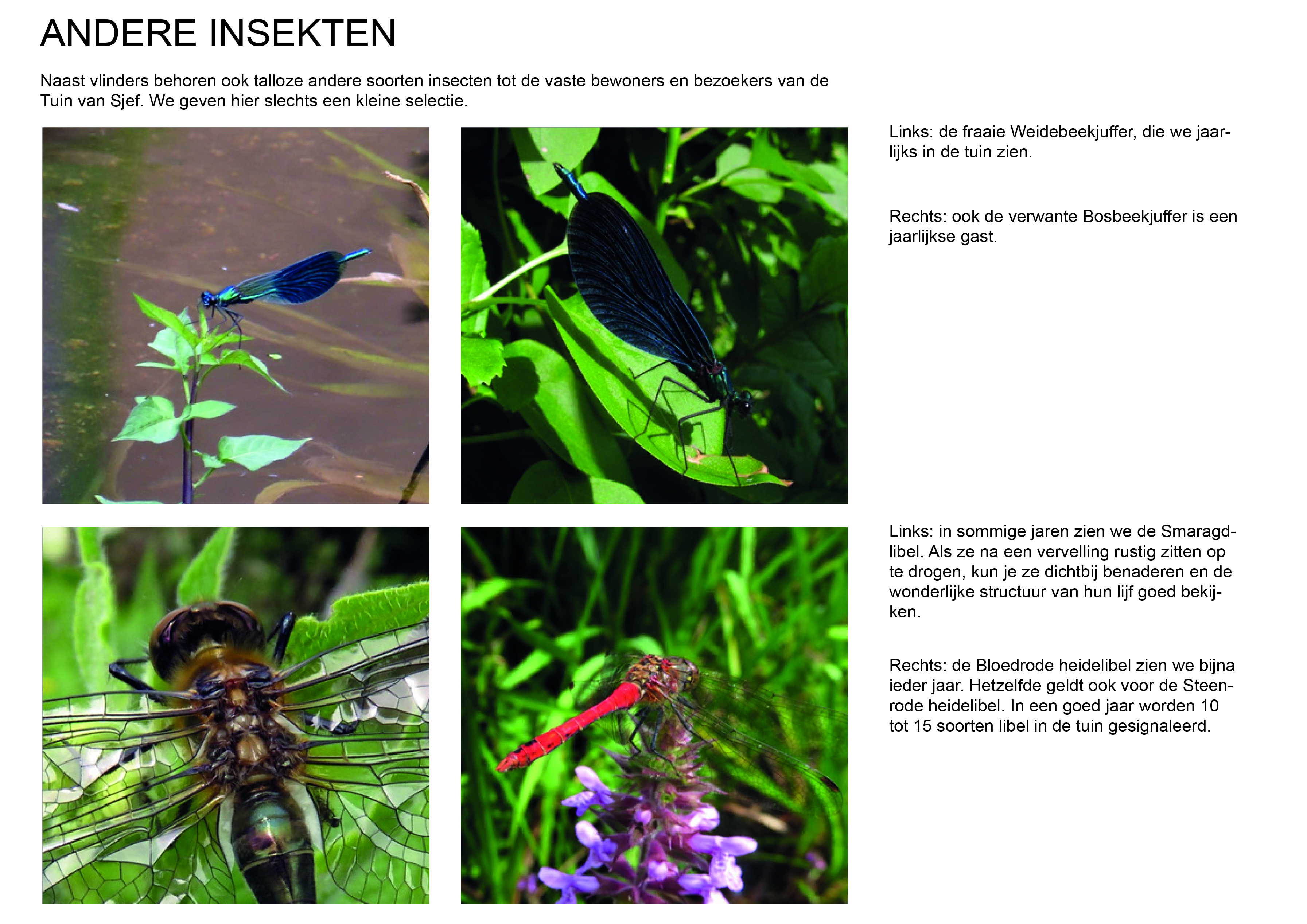 dieren 5